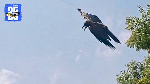 Wildlife enthusiasts rescue a crow entangled in nylon manja, giving it a second chance at life