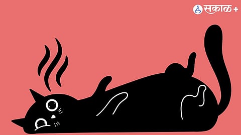 Feline Scent Sensing