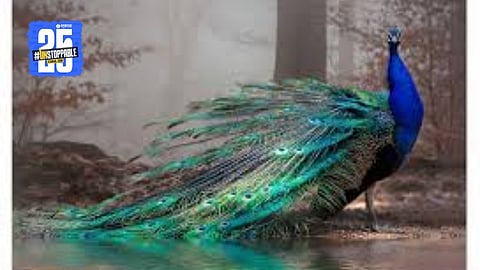 Animal rescue operation in Khandala taluka