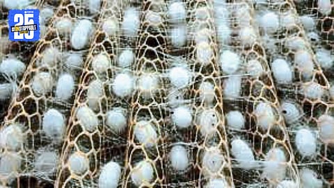 Farmers await improvements in Vidarbha’s silk cocoon market as infrastructure remains underdeveloped.