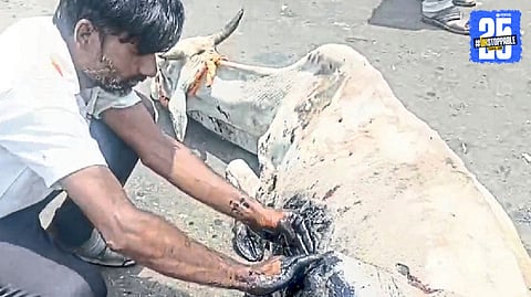 Trapped in The Locals Rescue Two Cows from Sticky Road Mishap