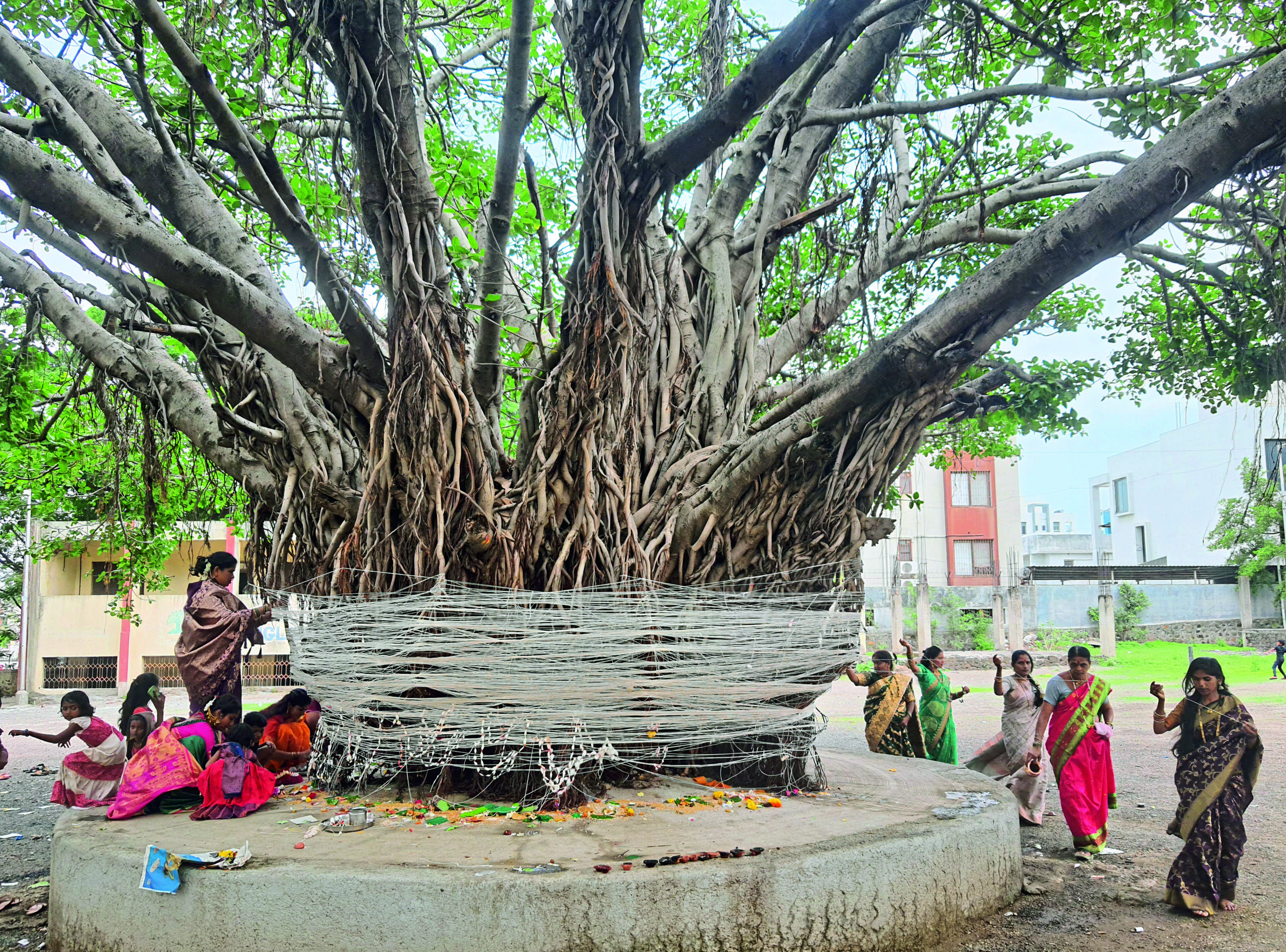 शिरूरमध्ये वटवृक्षाची जोपासना करण्याचा संकल्प