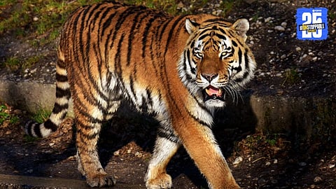 Tiger Attack 