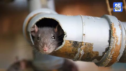 water pipe cutting by rat