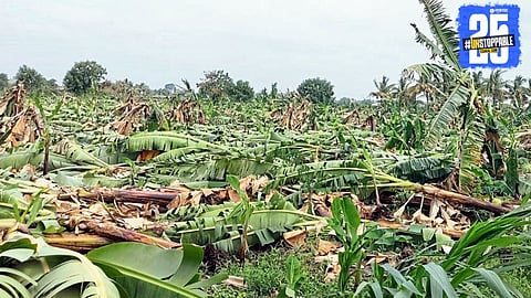 Storm-ravaged Shevgaon: Fruit orchards destroyed, one woman dead, and farmers in deep distress.