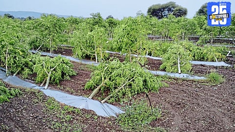 Ahilyanagar storm causes heavy destruction; 156 houses collapse, one dead, farmers suffer huge losses.