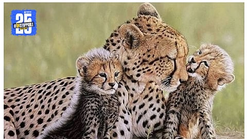 Summer Survival in Kuno National Park