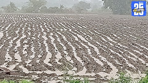 Farmers braving heavy rains for sowing udid and tur; cotton plantation begins in dry zones.