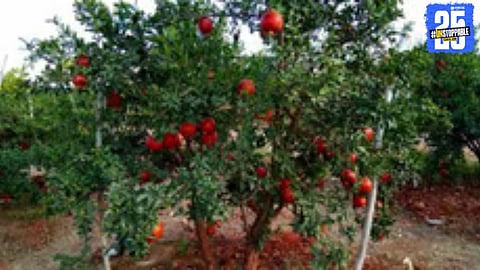 Pomegranate growers in Atpadi inspect flowers dropped prematurely due to weather impact.