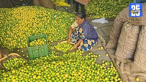 Shocking Price Drop! Lemons Selling at Half Rupee in Solapur Markets