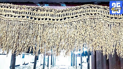 Once Abundant, Traditional Rice Varieties Face Extinction