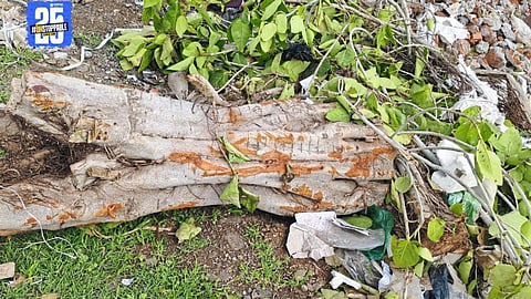 "Banyan trees chopped along Pandharpur–Mangalwedha green corridor; environmentalists voice strong objection."