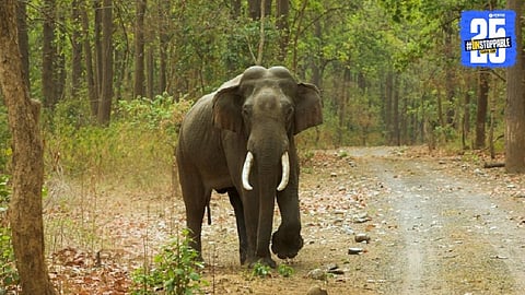 Indian Elephants