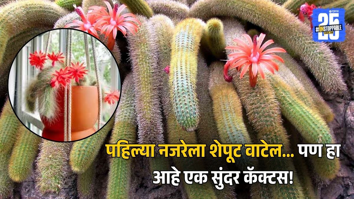 Monkey Tail Tree Plant