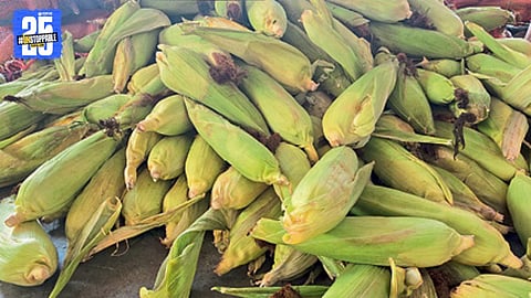 Sweet Corn Prices 