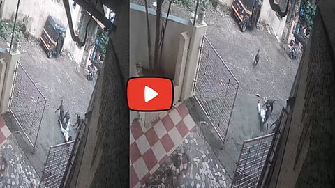 Viral Video : भटक्या कुंत्र्यांनी लहान मुलाचे अक्षरश: लचके तोडले, धक्कादायक व्हिडिओ समोर...