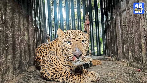 Leopard Captured