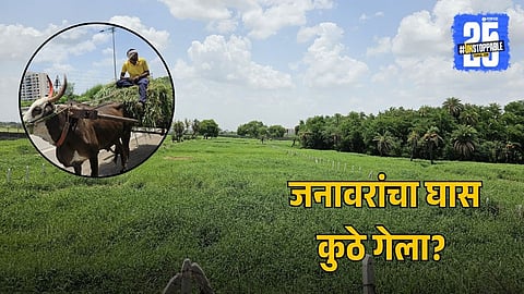 Urbanization Has Reduced Green Spaces