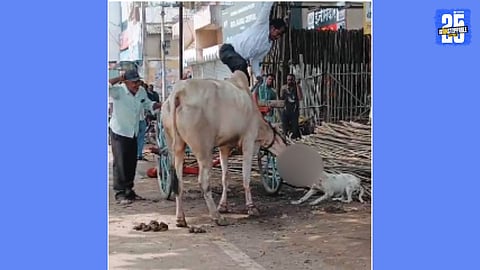 pitbull dog attack on bullock