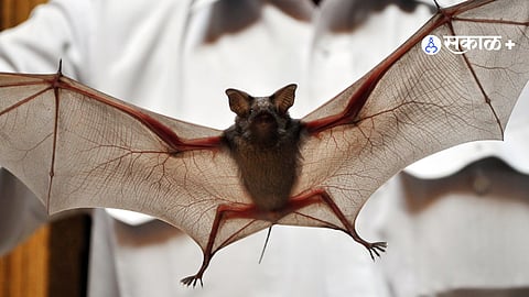 new china virus found in bat