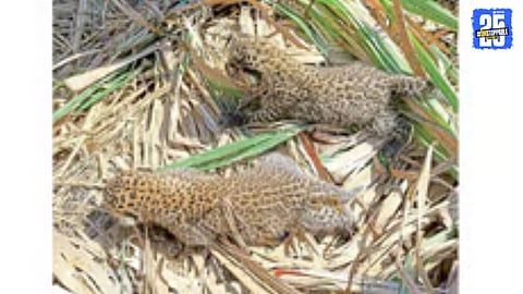 Leopard cub spotted in sugarcane field — forest officials and villagers remain alert to possible presence of the mother.