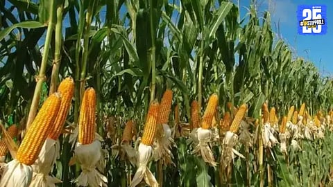 maize scam