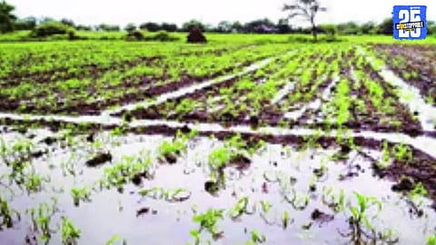 “Crops submerged, hopes shattered — Over 3,300 farmers in Panhala await help as rains devastate livelihoods.”