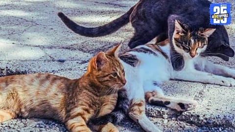 stray cats