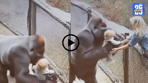 A touching scene where a gorilla gently returns a baby to its mother, showcasing a rare moment of empathy and love that captivated millions on the internet.

