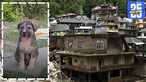 A local dog in Mandi, Himachal Pradesh, heroically alerted villagers and helped save over 60 lives from a possible disaster.

