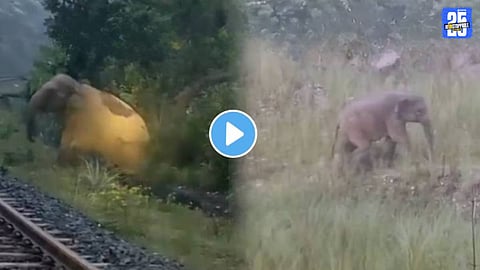 Video elephant giving birth on rail track Train driver saves both