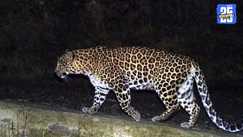 Leopard Attack 