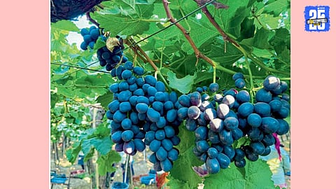 grapes