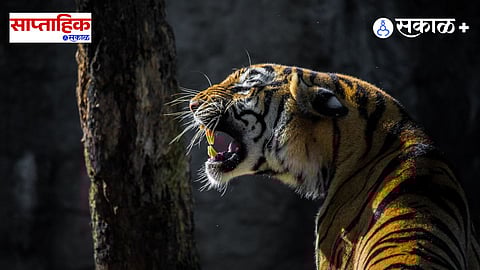 humen tiger conflict