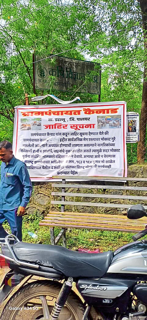 मोकाट गुरांवर नियंत्रणासाठी ग्रामपंचायतींची कडक मोहीम