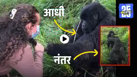 A male gorilla is seen gently touching a female tourist’s hair in a playful moment, just before his jealous mate charges in — showcasing gorilla behavior and bonding
