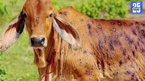 Veterinary teams in action: Treatment underway for 100 cattle infected with lumpy skin disease, says District Animal Husbandry Department.