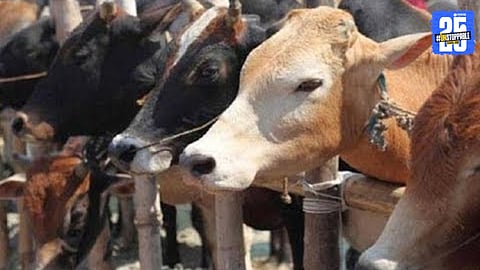 Malegaon Illegal Cattle