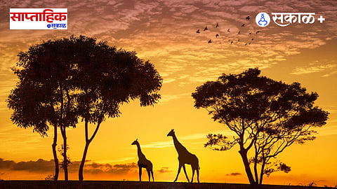 wildlife photography