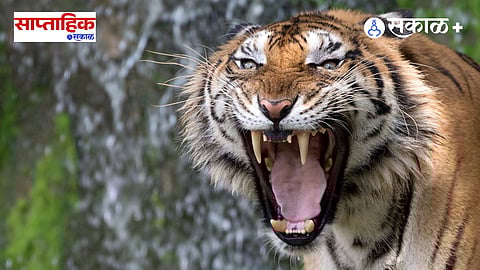 Human Tiger Conflict