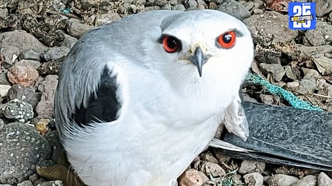 Prasad Tanpure treats and relocates a rare Kapashi bird rescued in Rahuri.