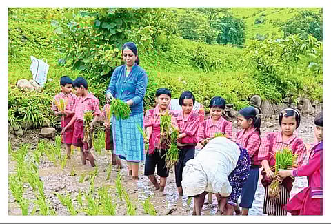 मुलांनी घेतला भात लावणीचा अनुभव