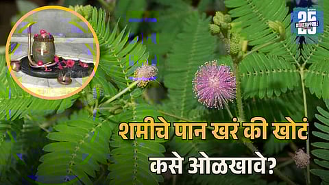 Differences Between Real and Fake Shami Leaves