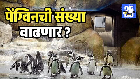 Byculla Zoo Penguin 