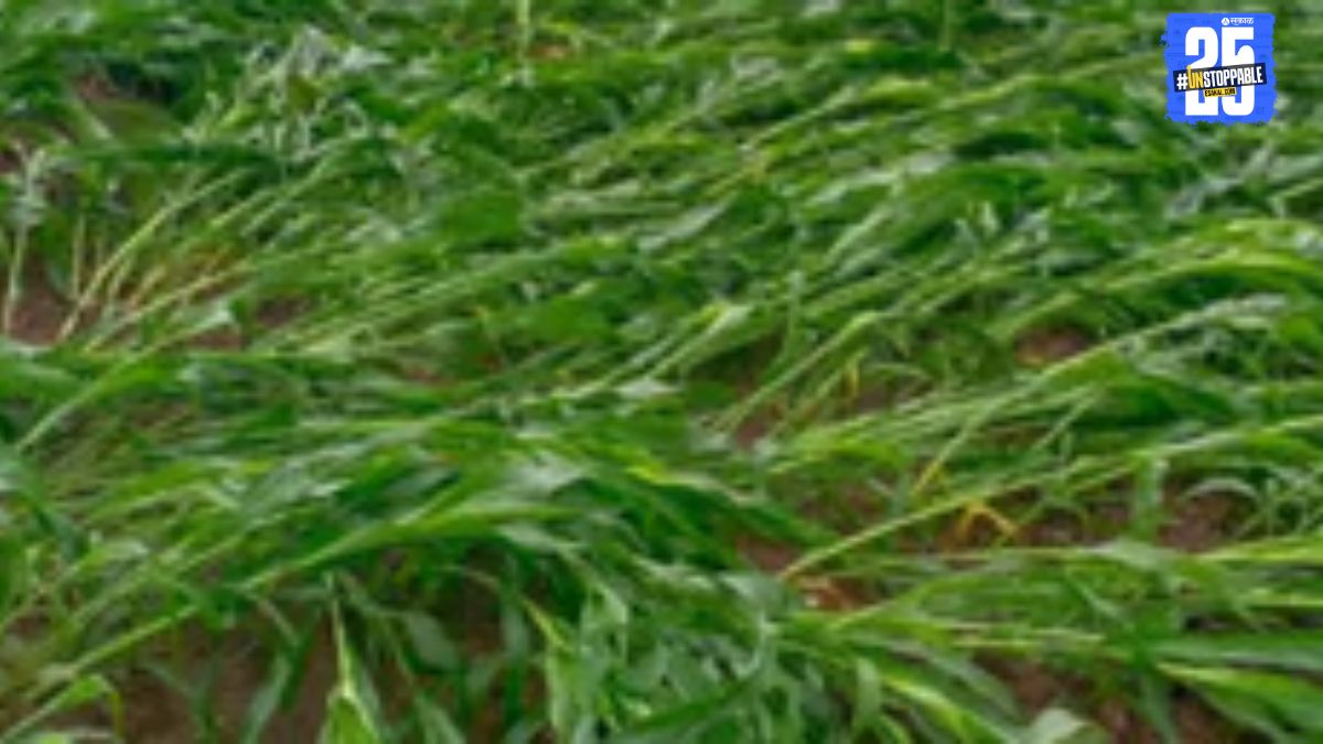 The wild tusker seen resting in Ghatkarwadi farms; forest officials' efforts to chase it away failed.