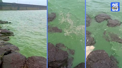 bhatghar dam green water