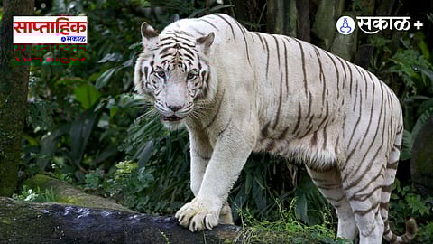 white tiger