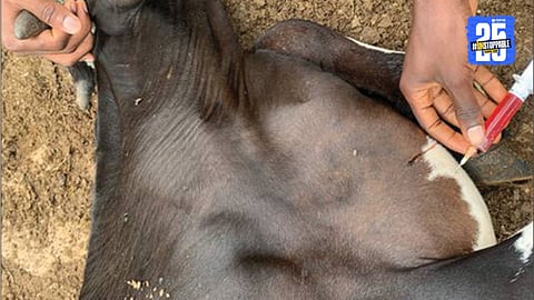 cattle death