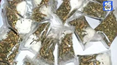 Police investigating suspected ganja cultivation on barren land near Miraj; increasing smuggling from Karnataka border raises concern.