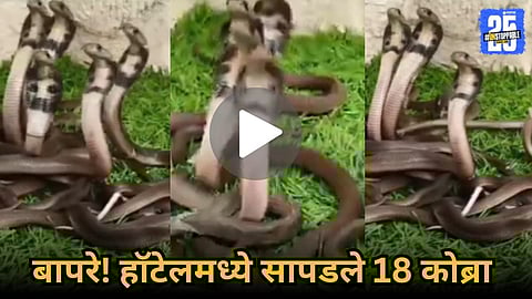 18 Snake Babies and a Big Cobra Found Together!Video Viral: